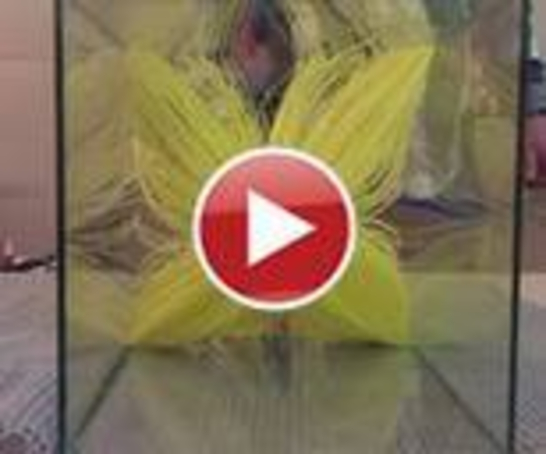 Click 24" (600mm) Wire Whip/Bird Nest Remover