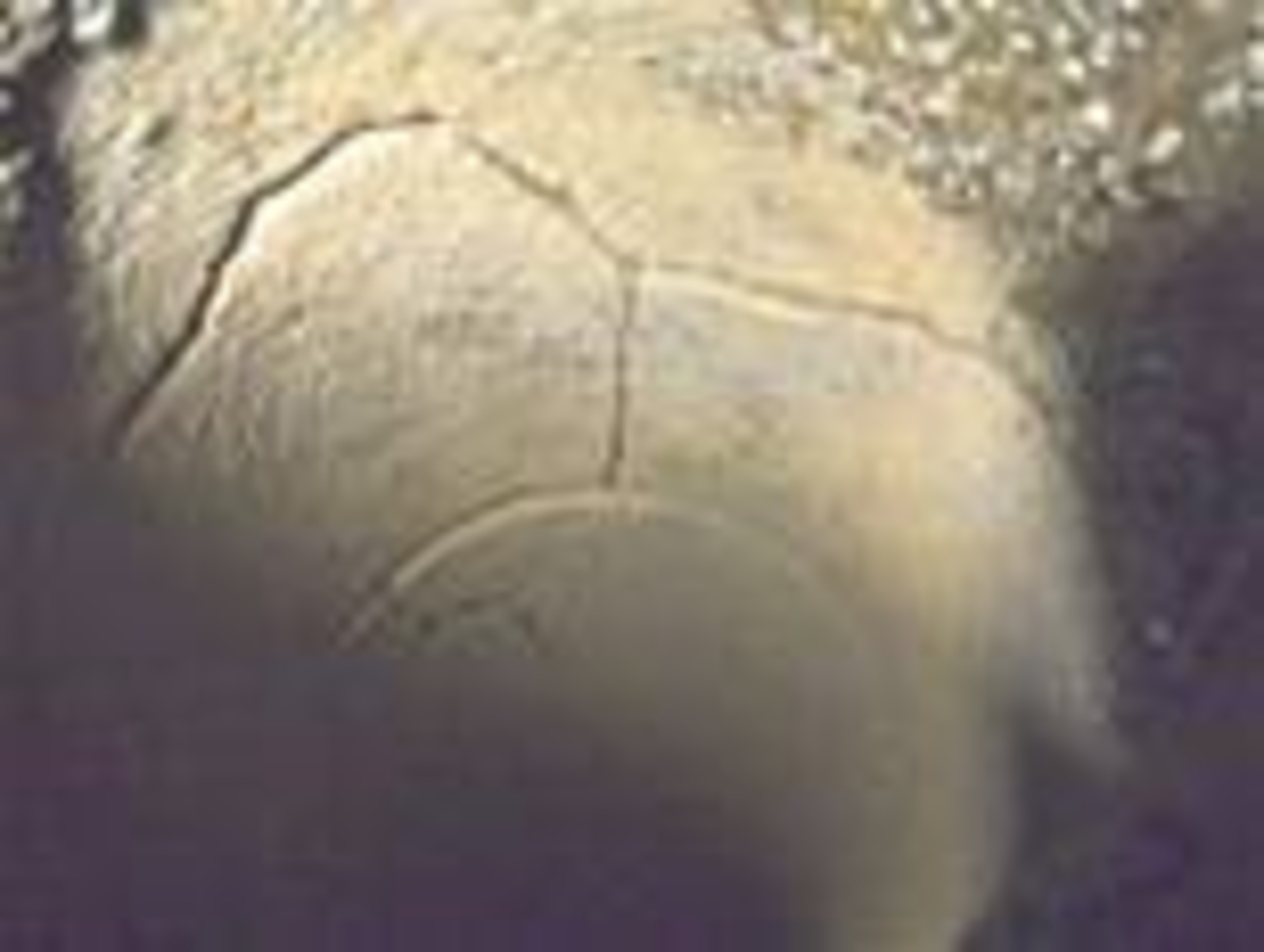 Click 24" (600mm) Wire Whip/Bird Nest Remover